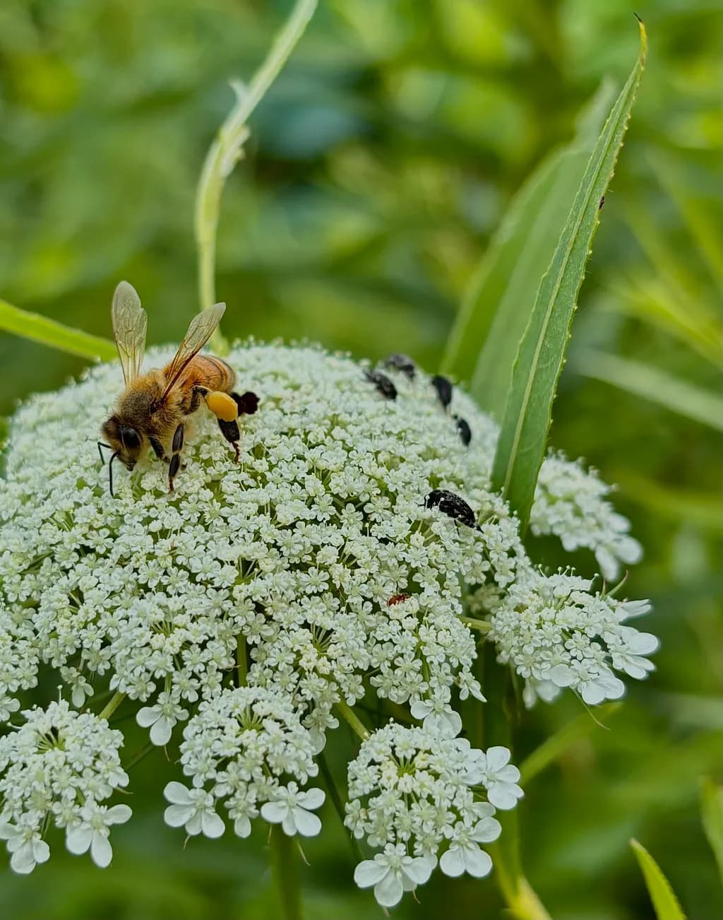 Pollination Pause