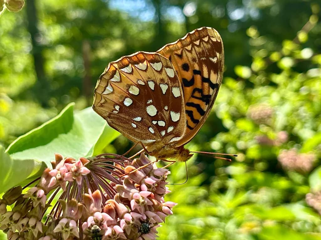 Amber Patterned Wings
