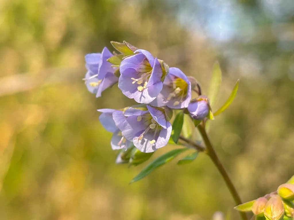 Bluebell Cluster