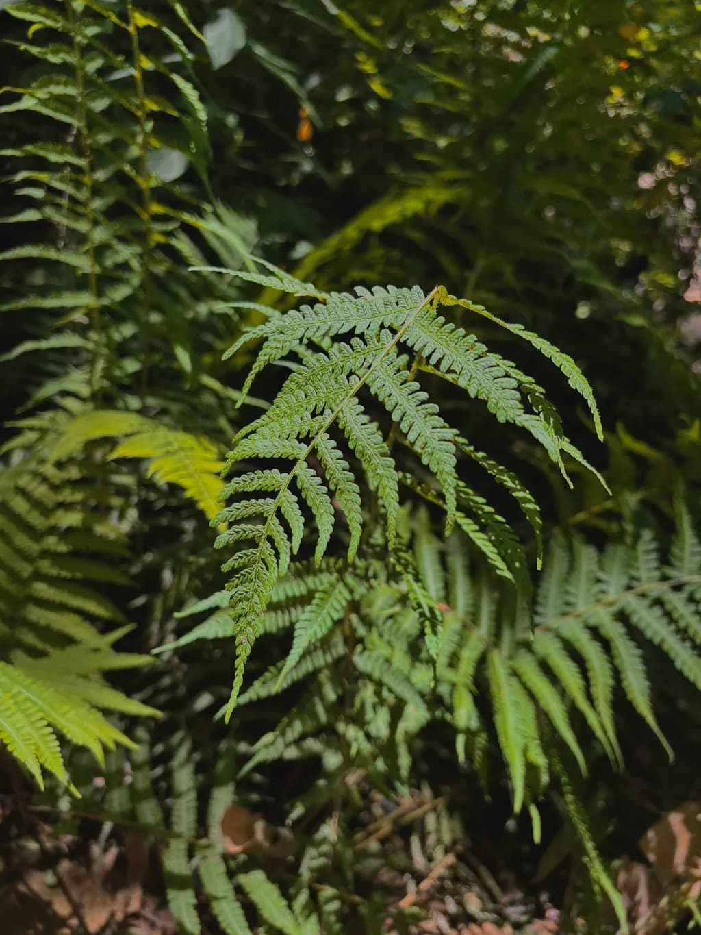Fern Fronds