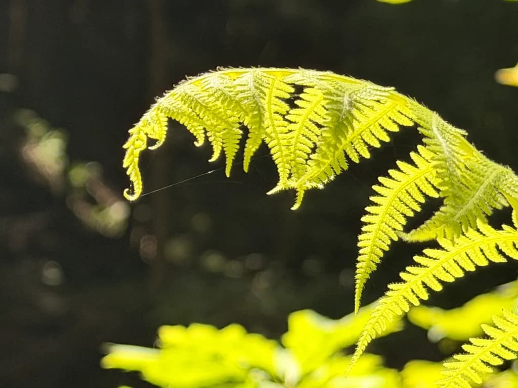 Fern Archipelago