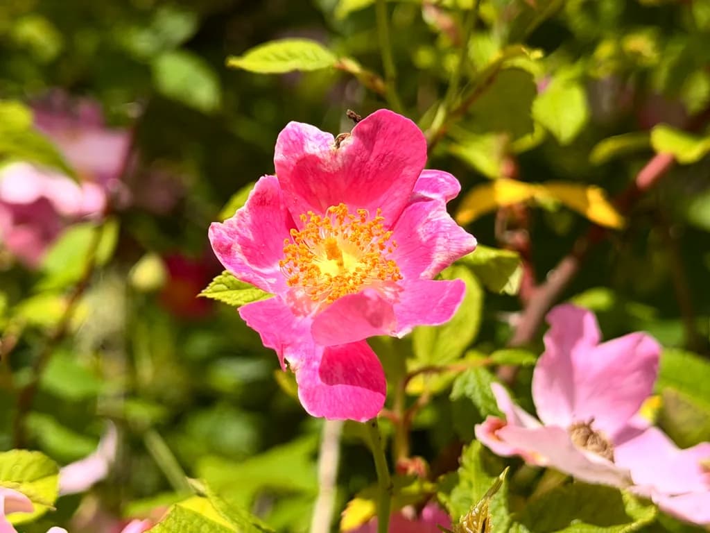 Pink Bloom