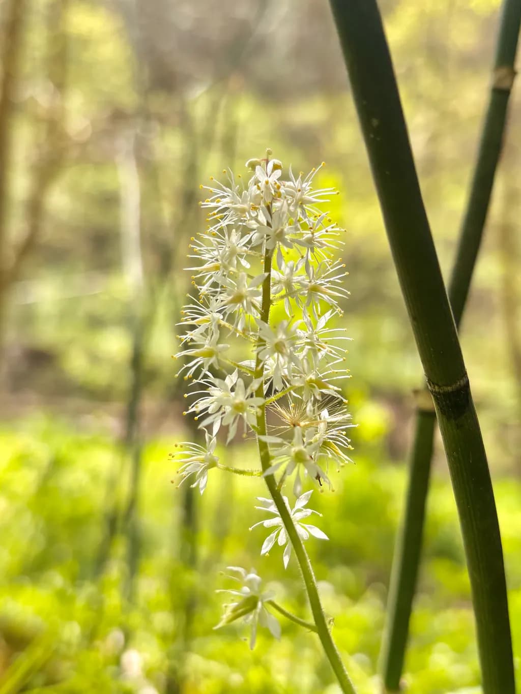Spiked Starflower