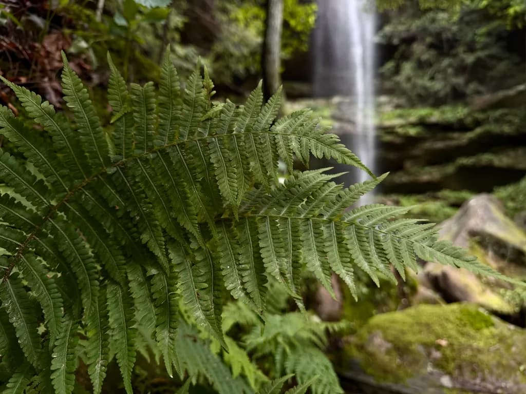 Fern Veil