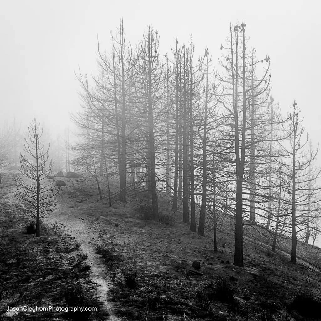Fogbound Path