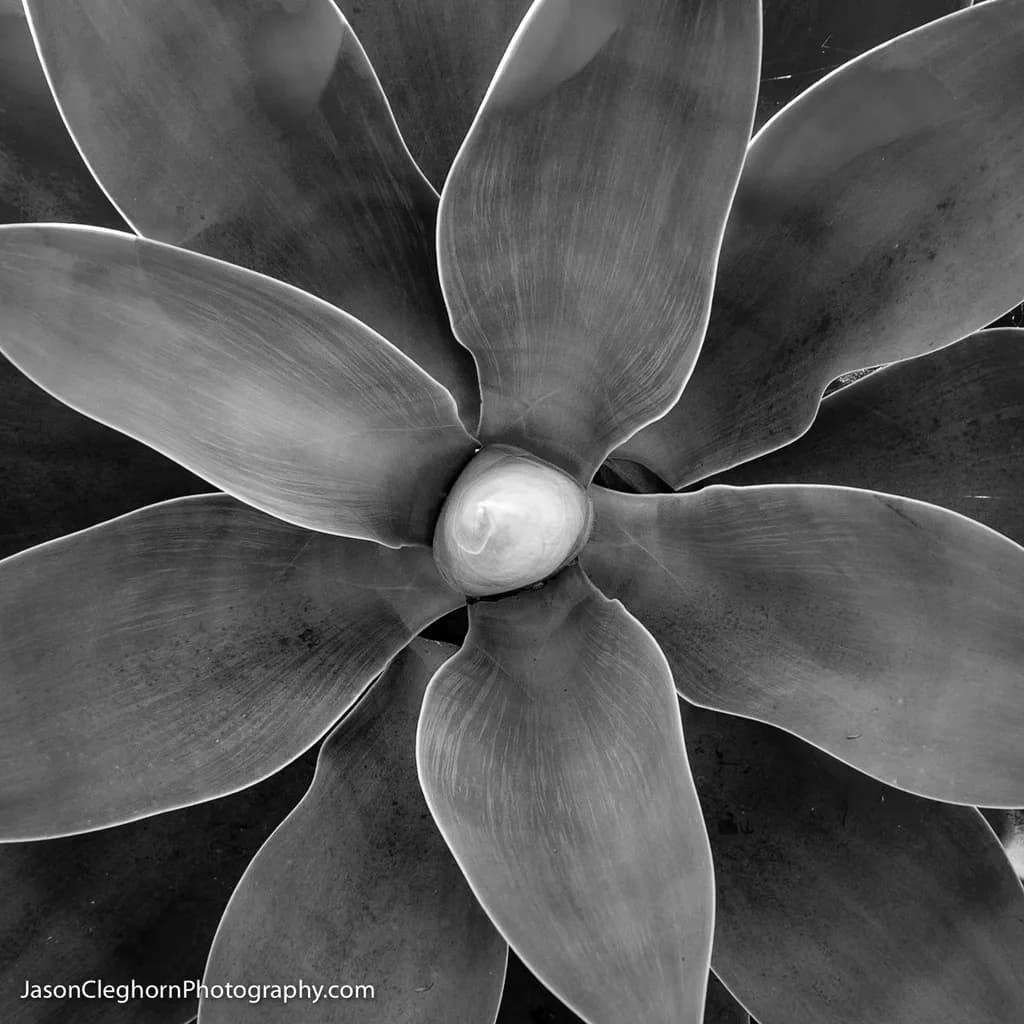 Succulent Spiral