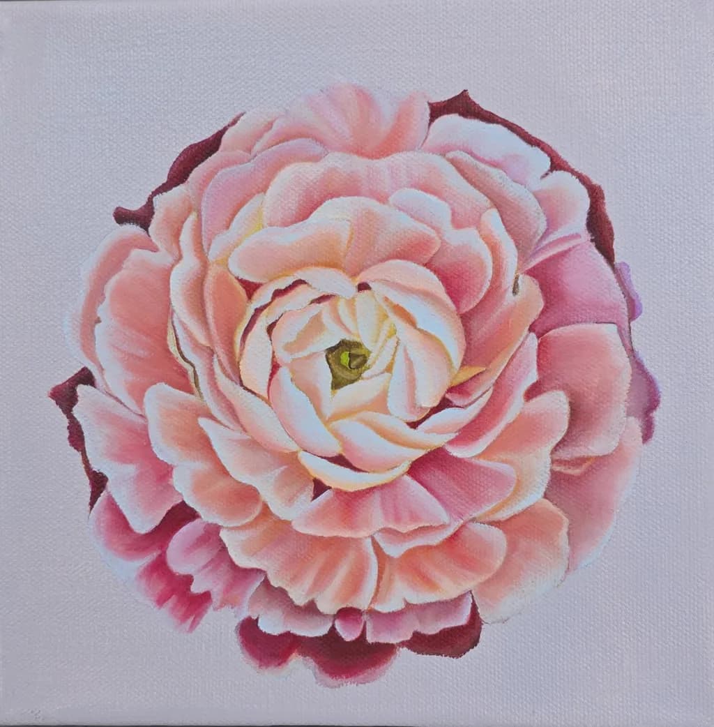 Pink Peony Bloom