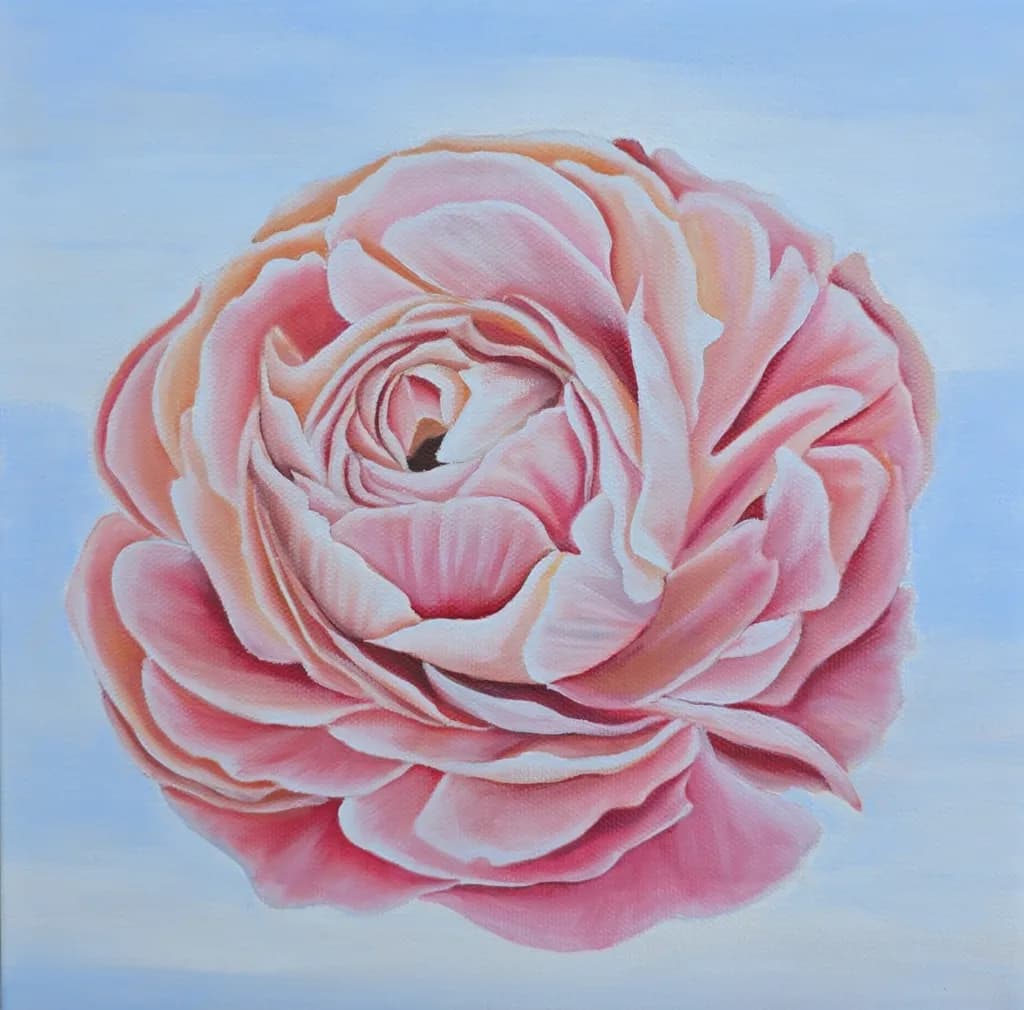 Pink Rose Blossom