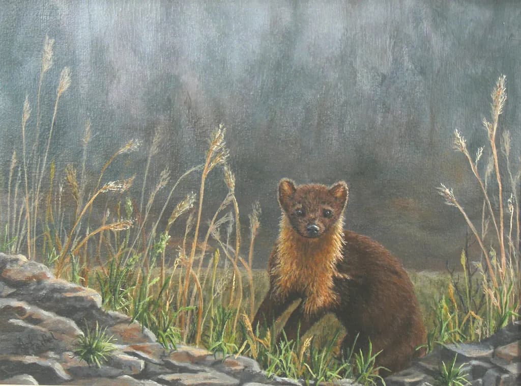 Pine Martin on the Prowl