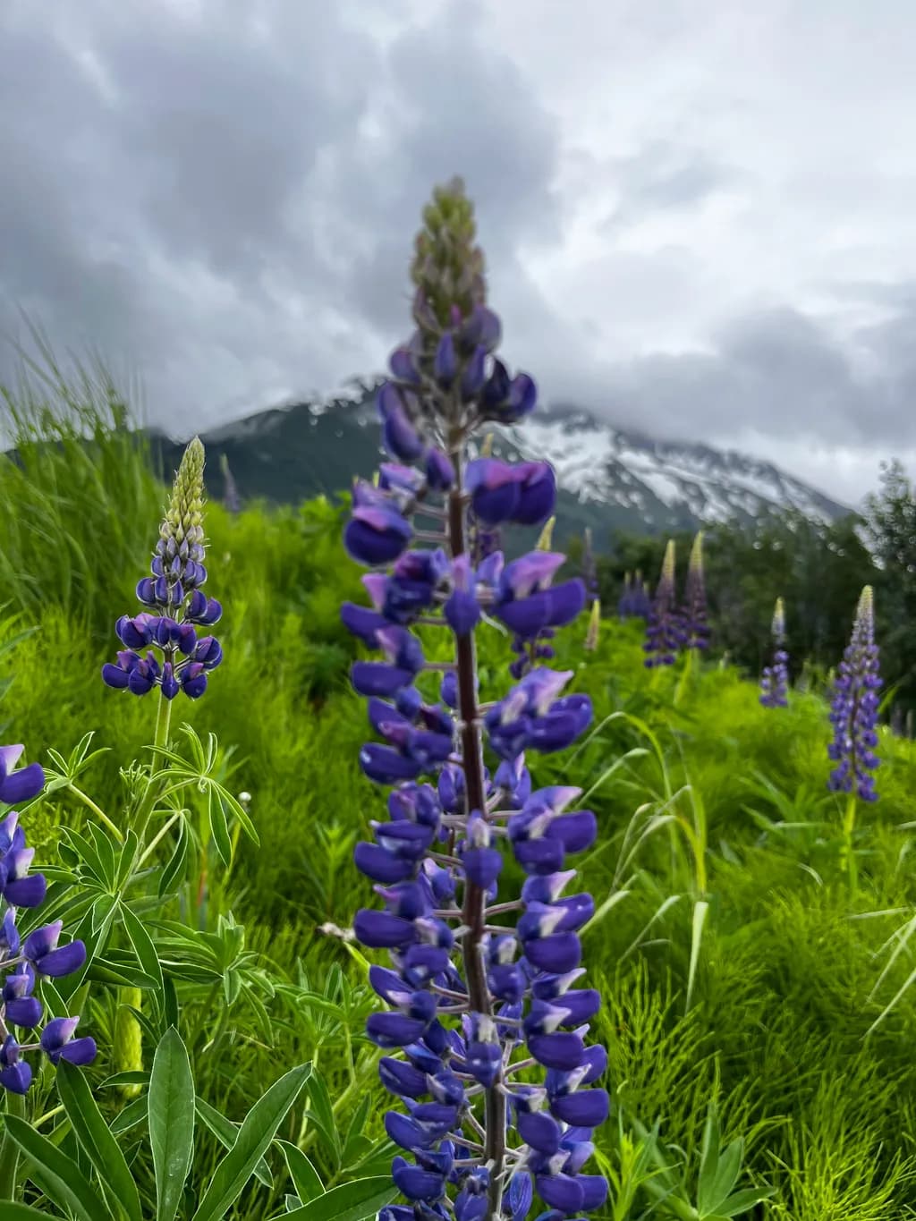 Alpine Lupines