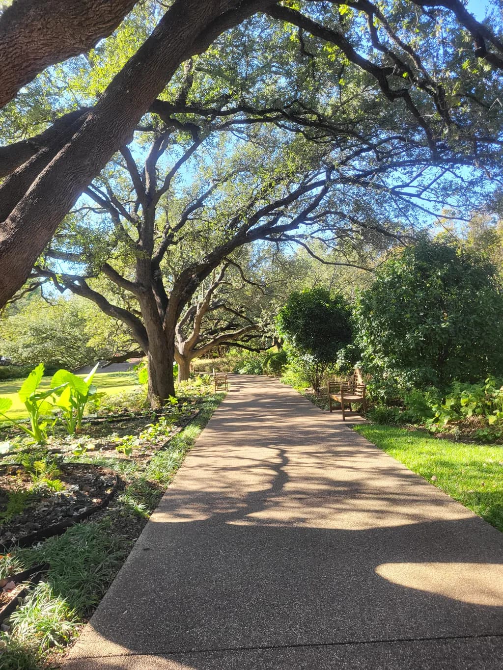 Oak Canopy Pathway