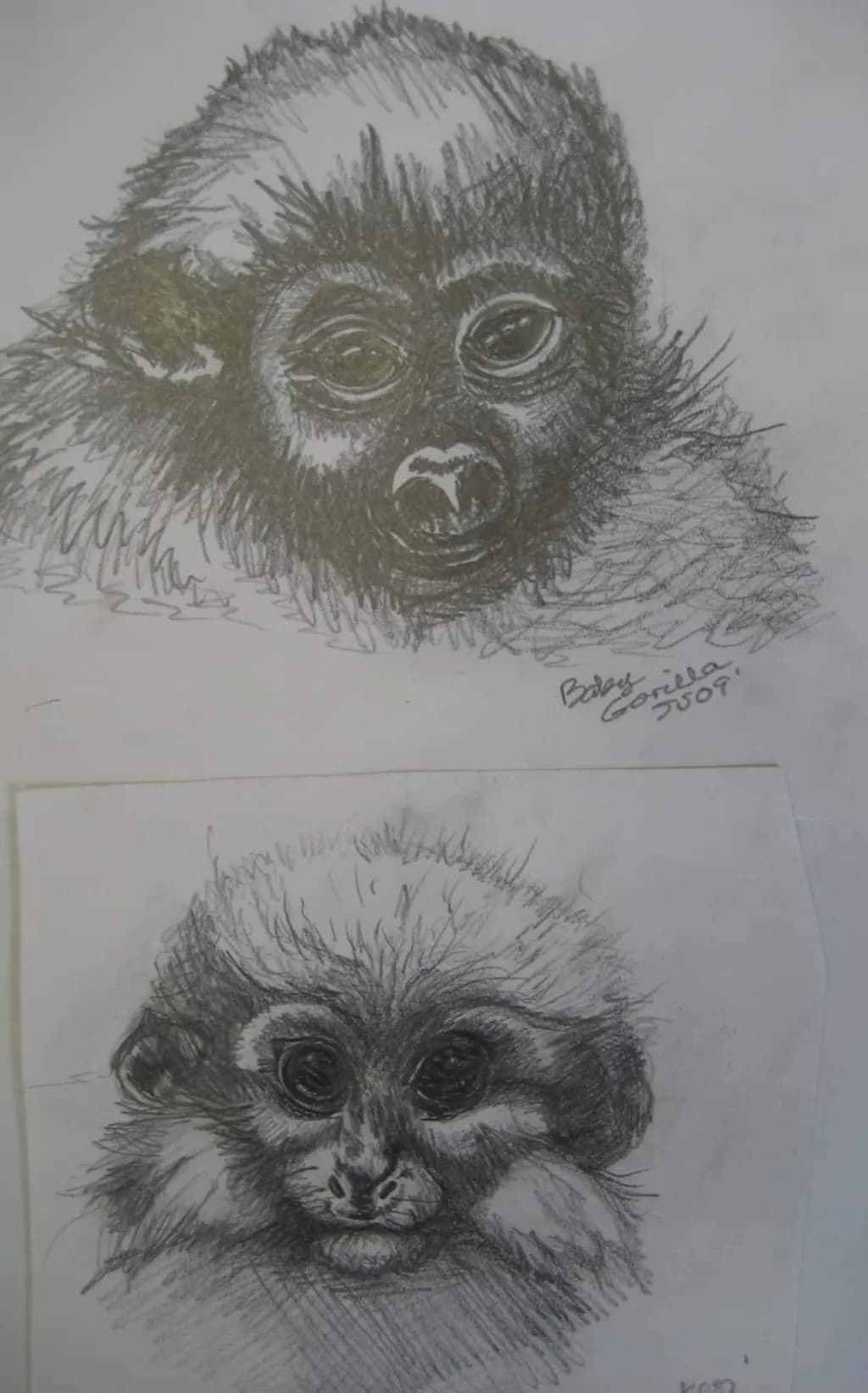 Primate Portraits