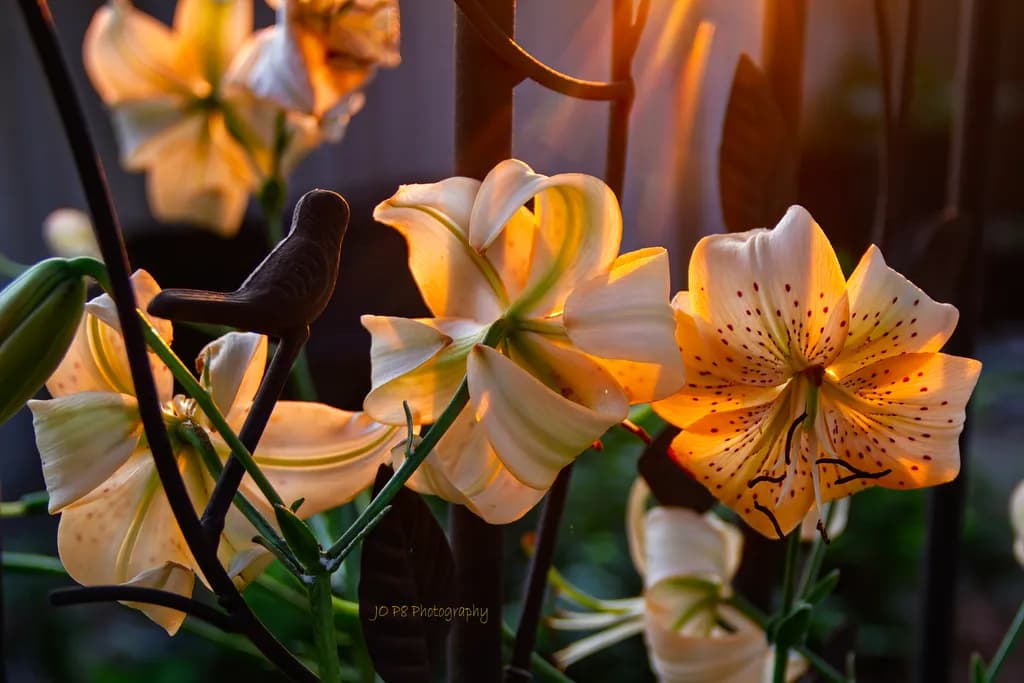 Sunset Lily Glow
