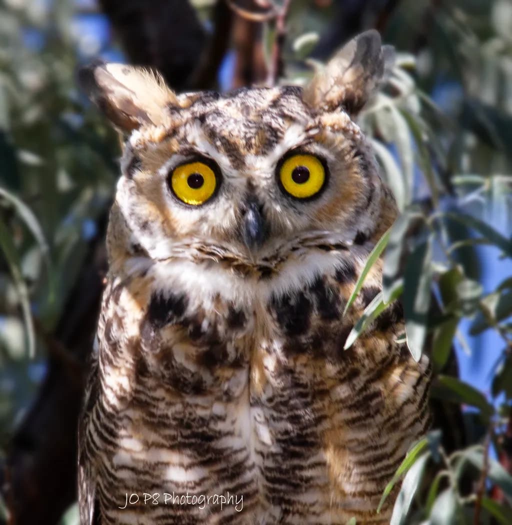 Great Horned Owl Glance