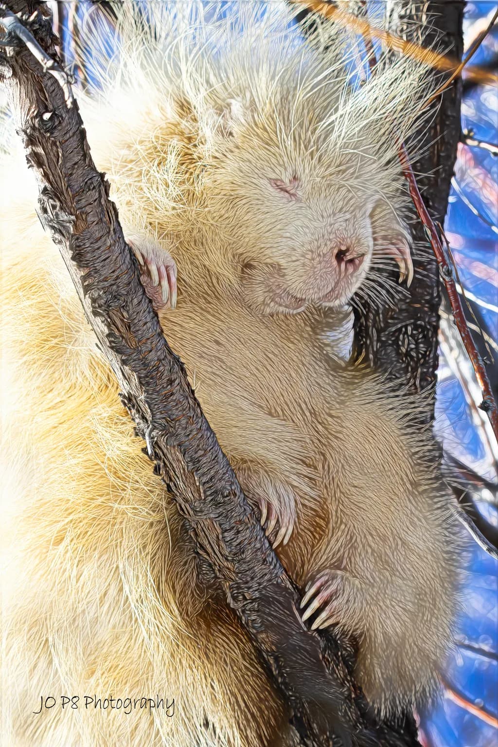 White Porcupine Calm