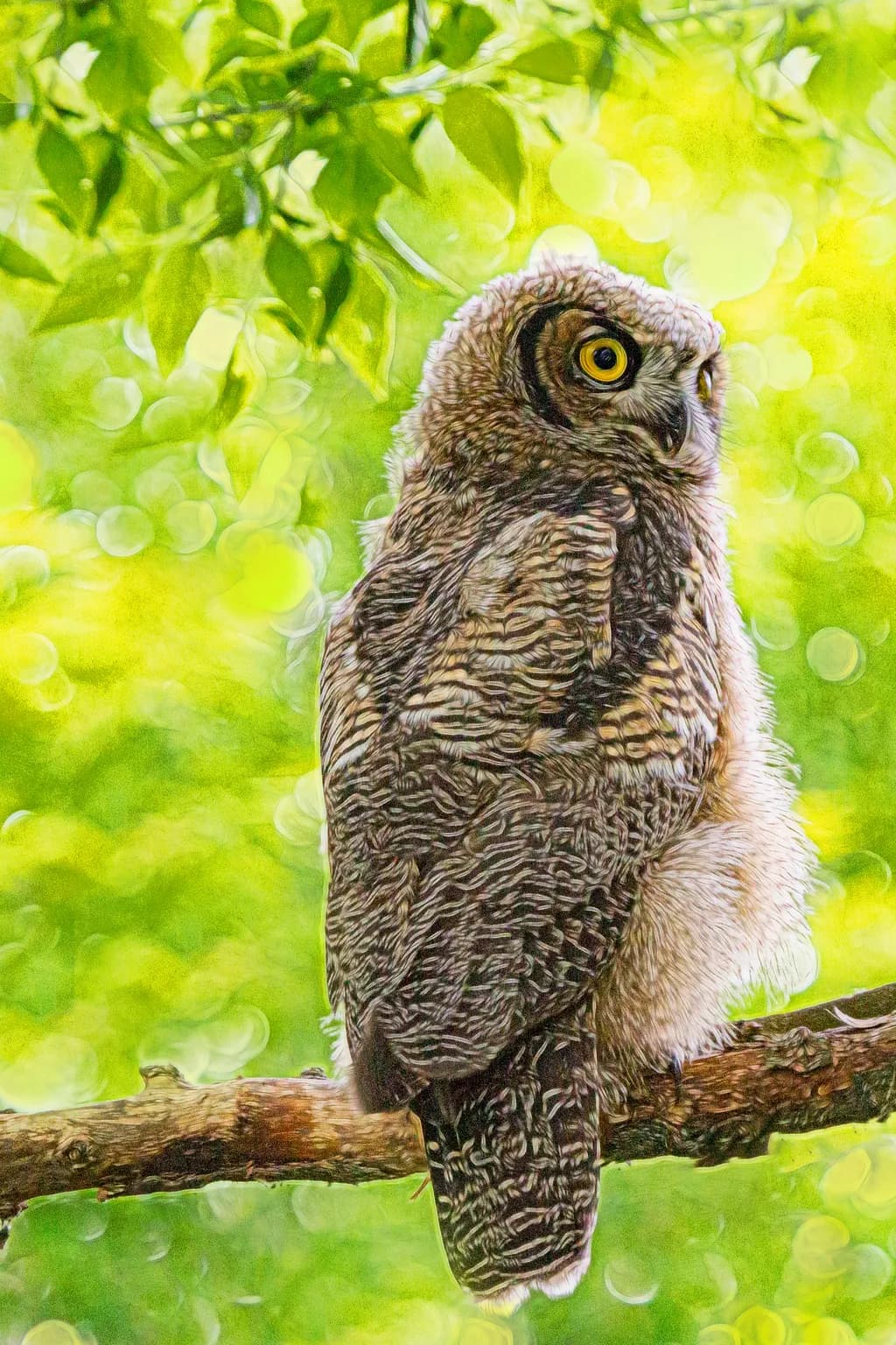 Great Horned Juvenile Owl