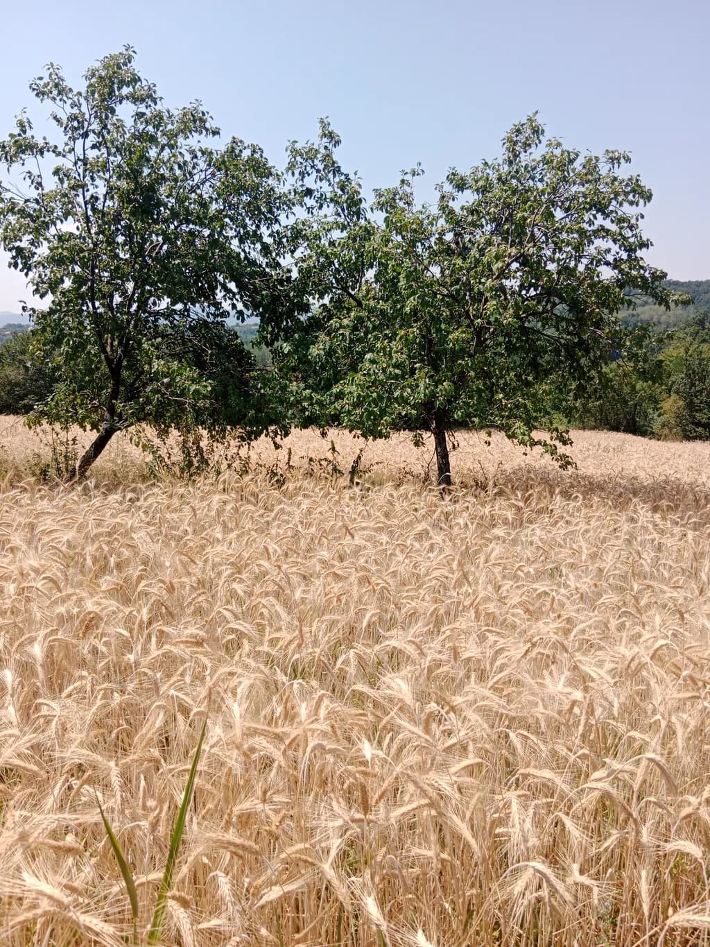 Wheat Field Trees