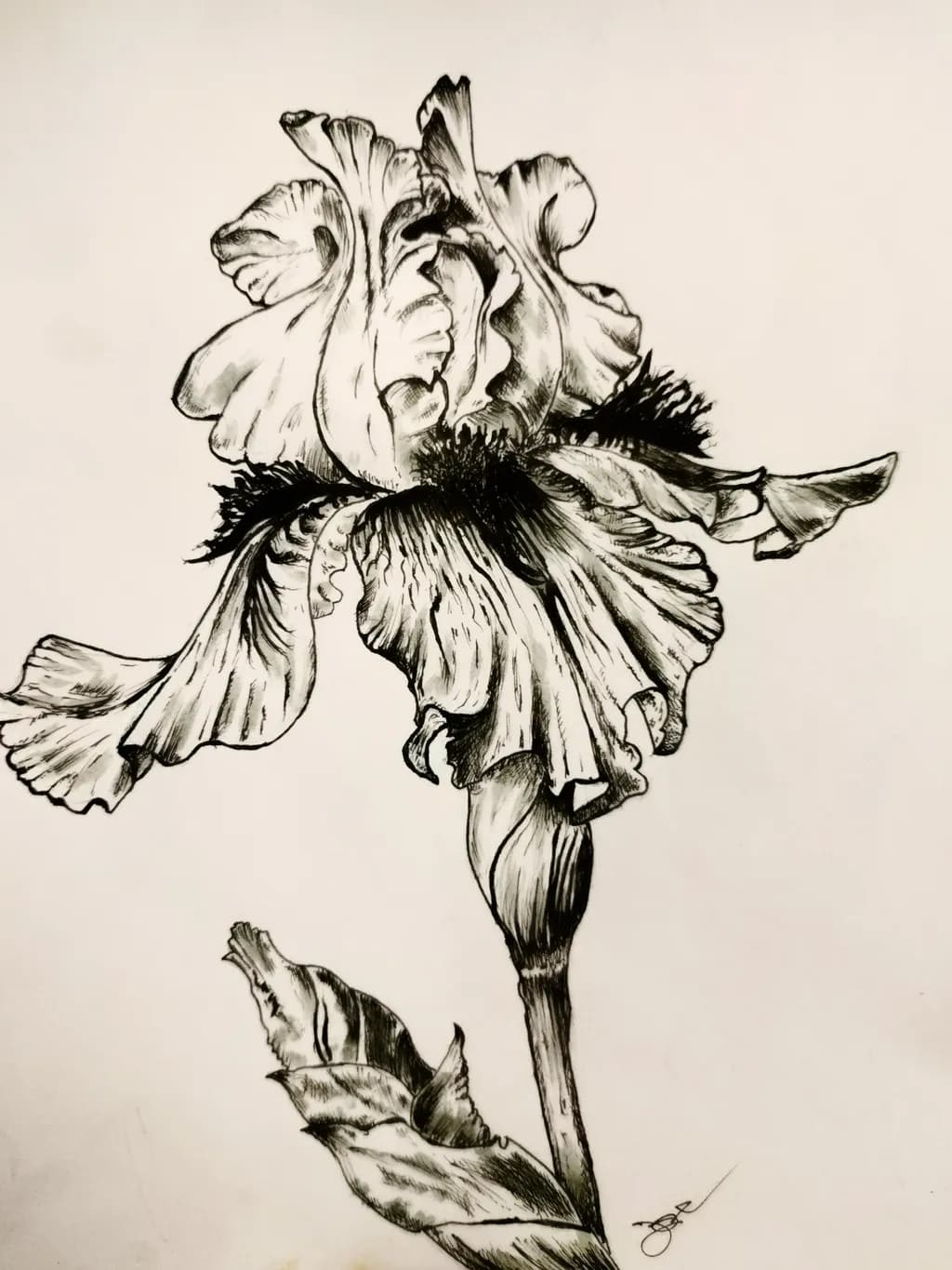 Ink Flower Sketch