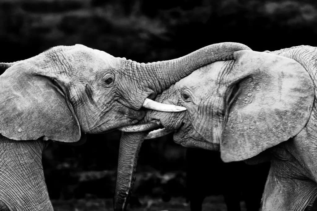 Elephant Connection