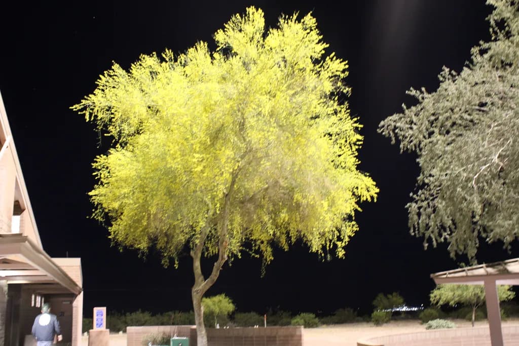Illuminated Desert Tree