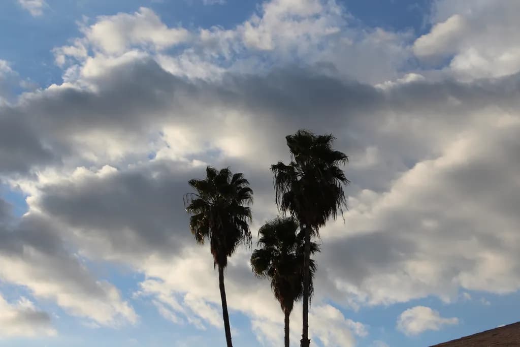 Cloudy Palm Trees
