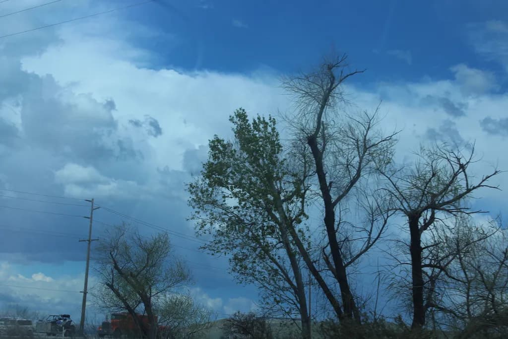 Stormy Sky and Trees