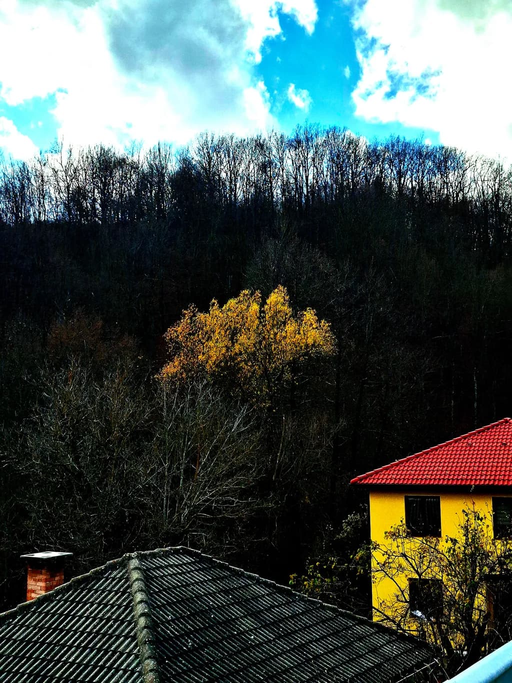 Autumn Trees and Roofs