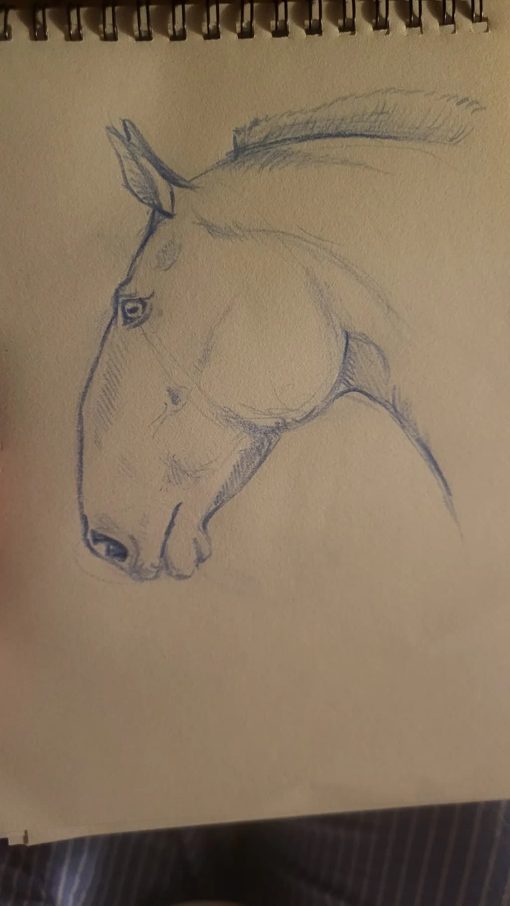 Horse Profile Sketch