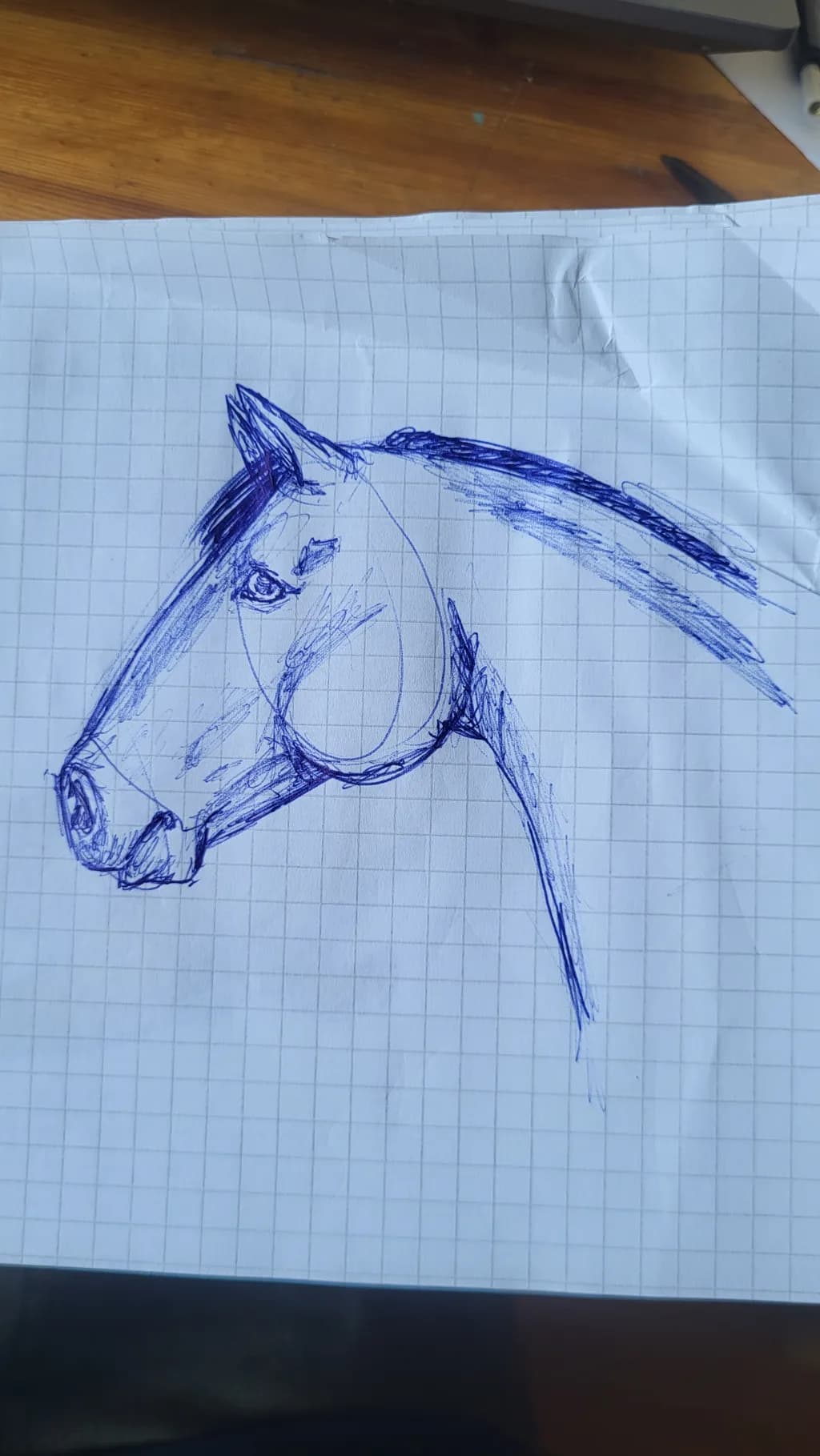 Horse Head Sketch