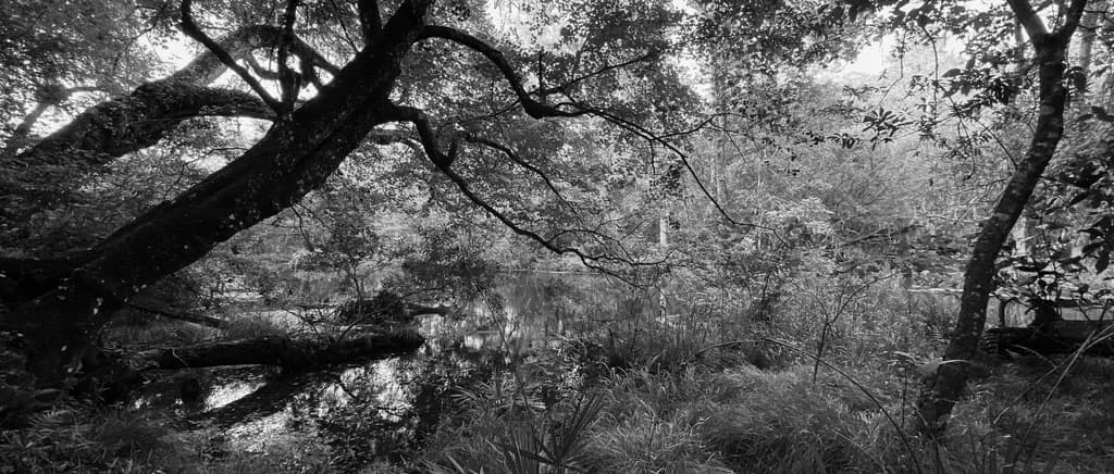 Forest Reflection