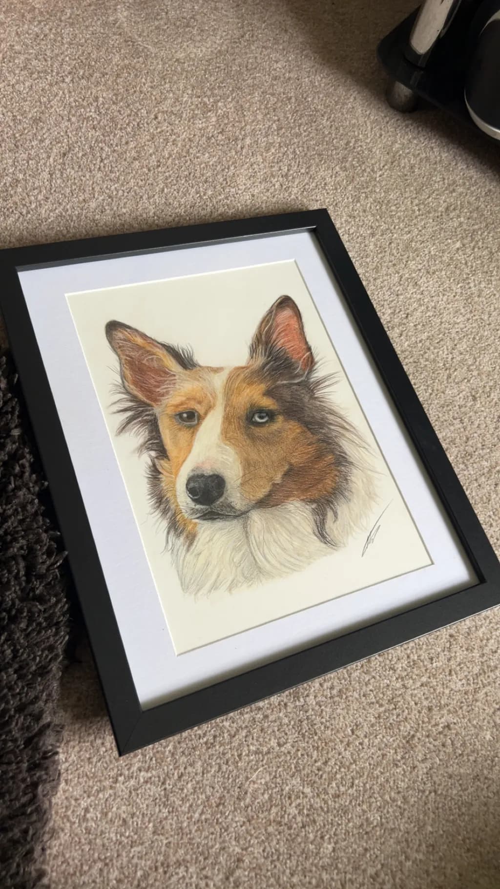 Collie Portrait