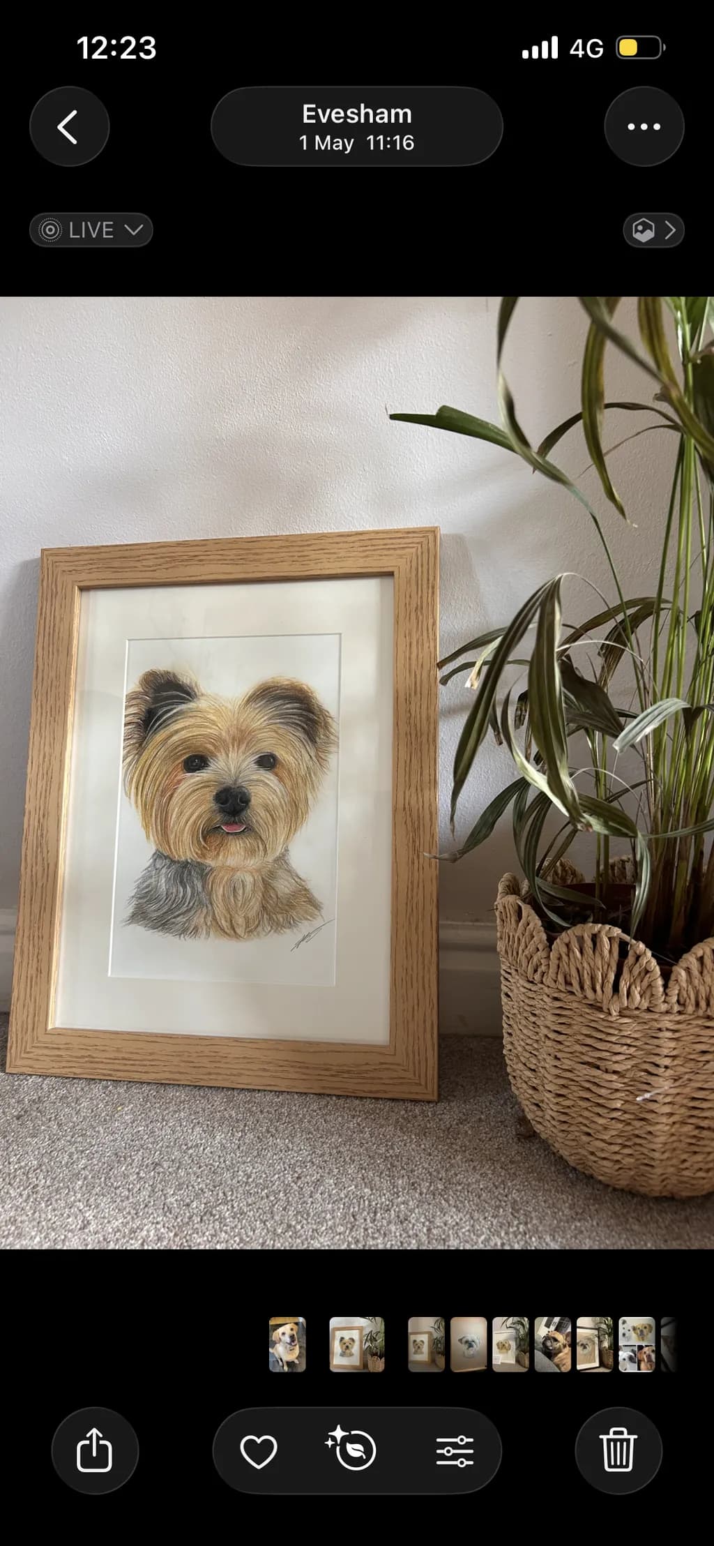 Yorkshire Terrier Portrait