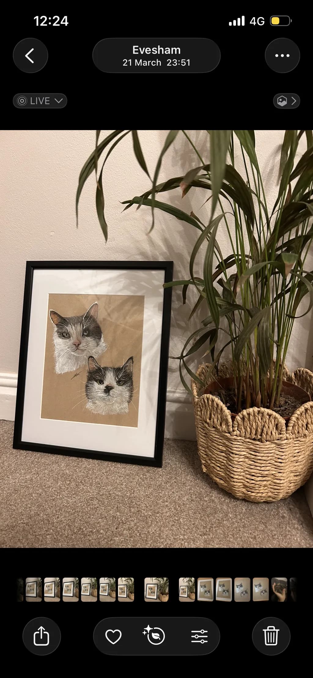 Cat Portraits