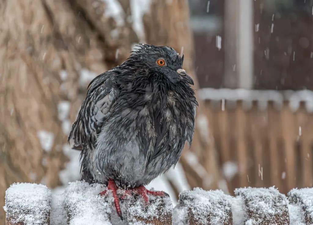 Winter Bird on Snowy Fence