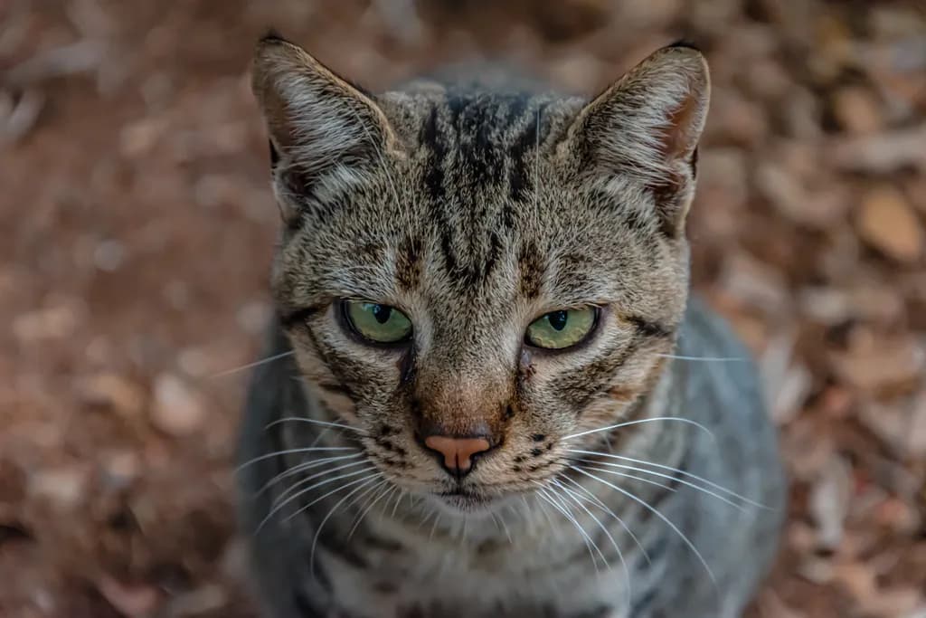 Tabby Cat Close-Up