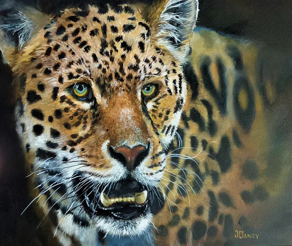 Jaguar Gaze