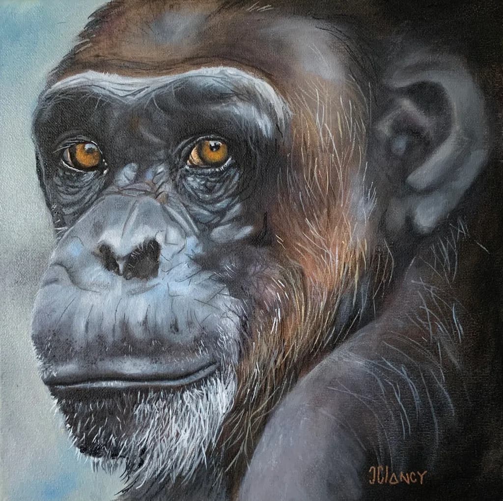 Contemplative Chimp