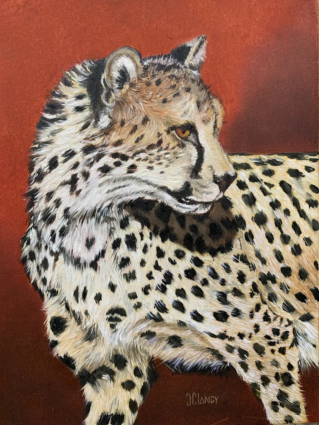 Cheetah Portrait from PHX