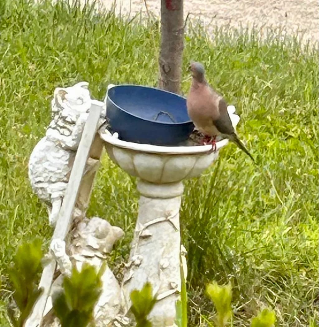 Birdbath Visitor