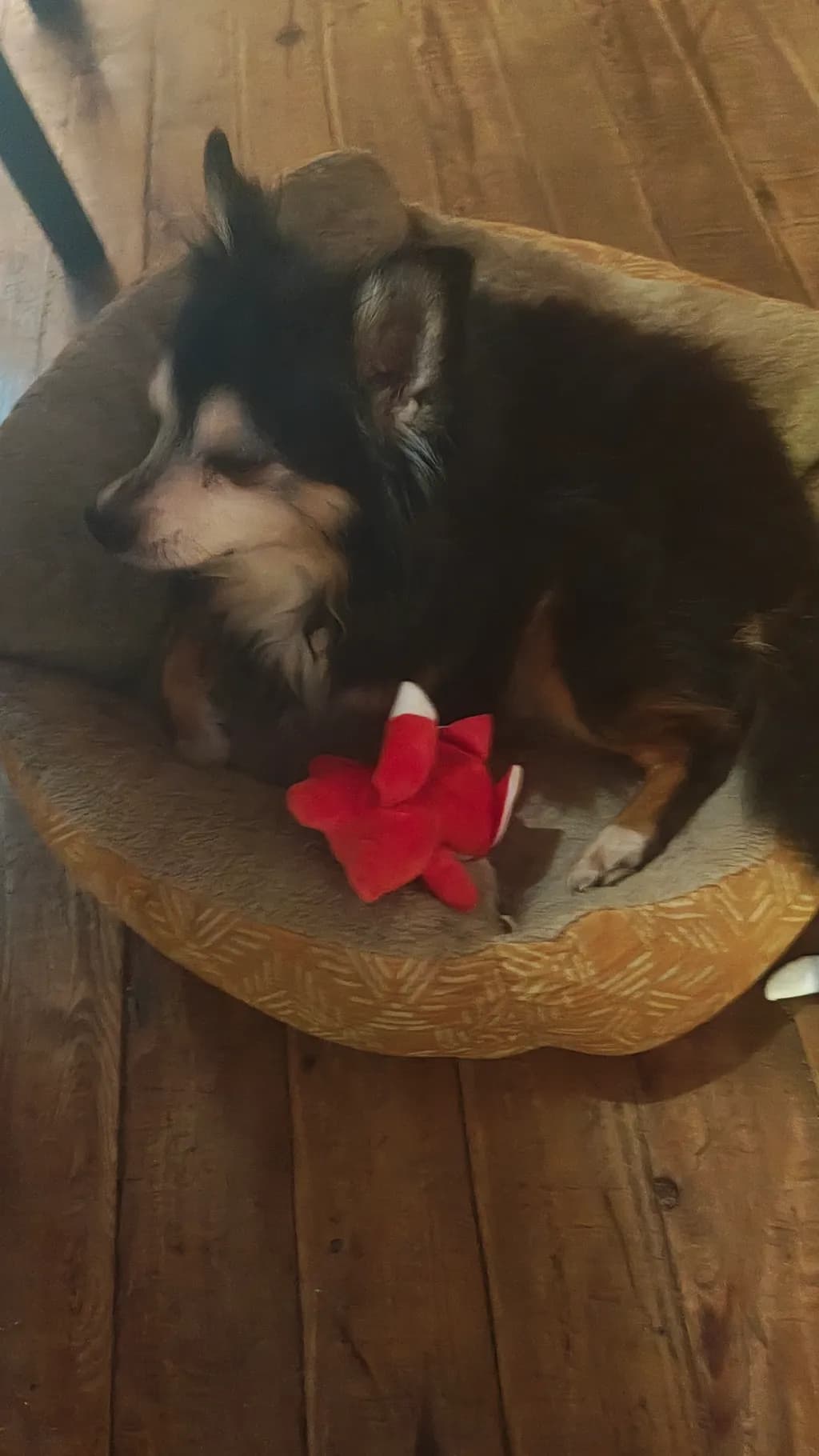 Resting Dog with Toy