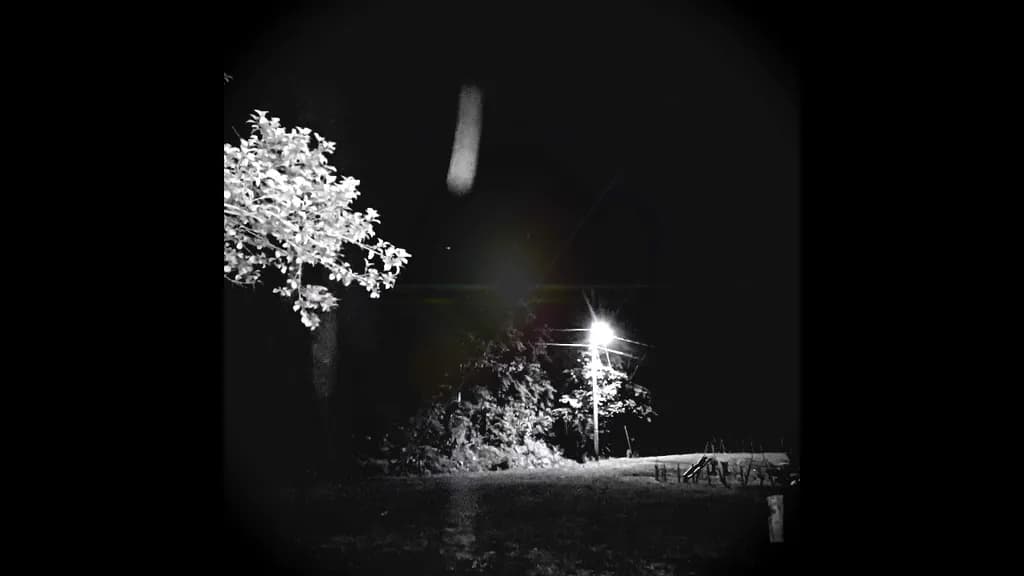 Night Tree Light
