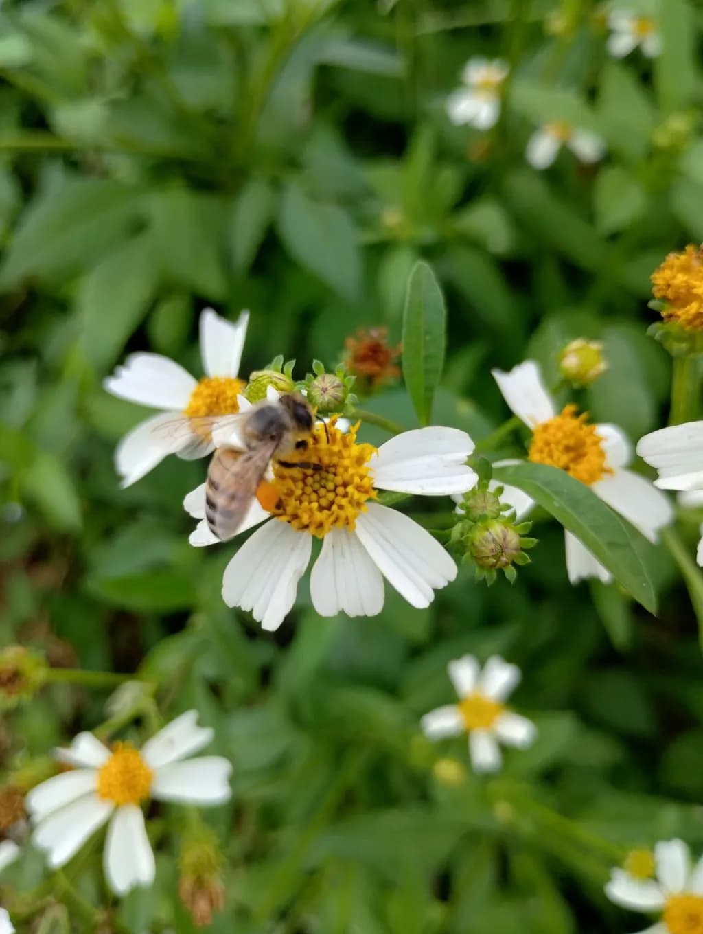 Bee on Daisy Flowers