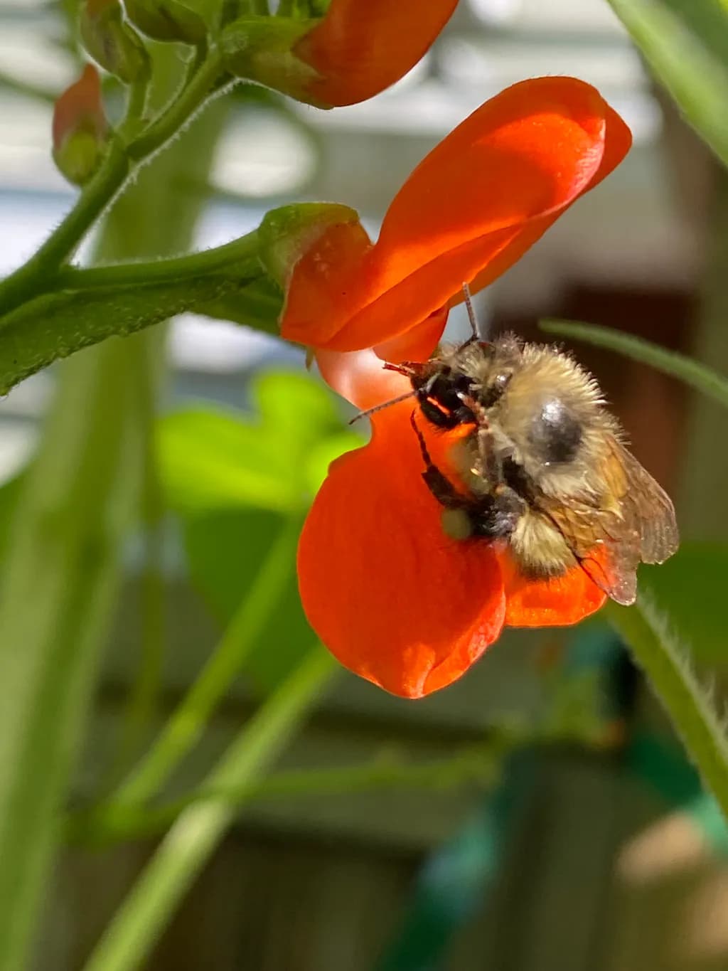 Bee on Orange Flower