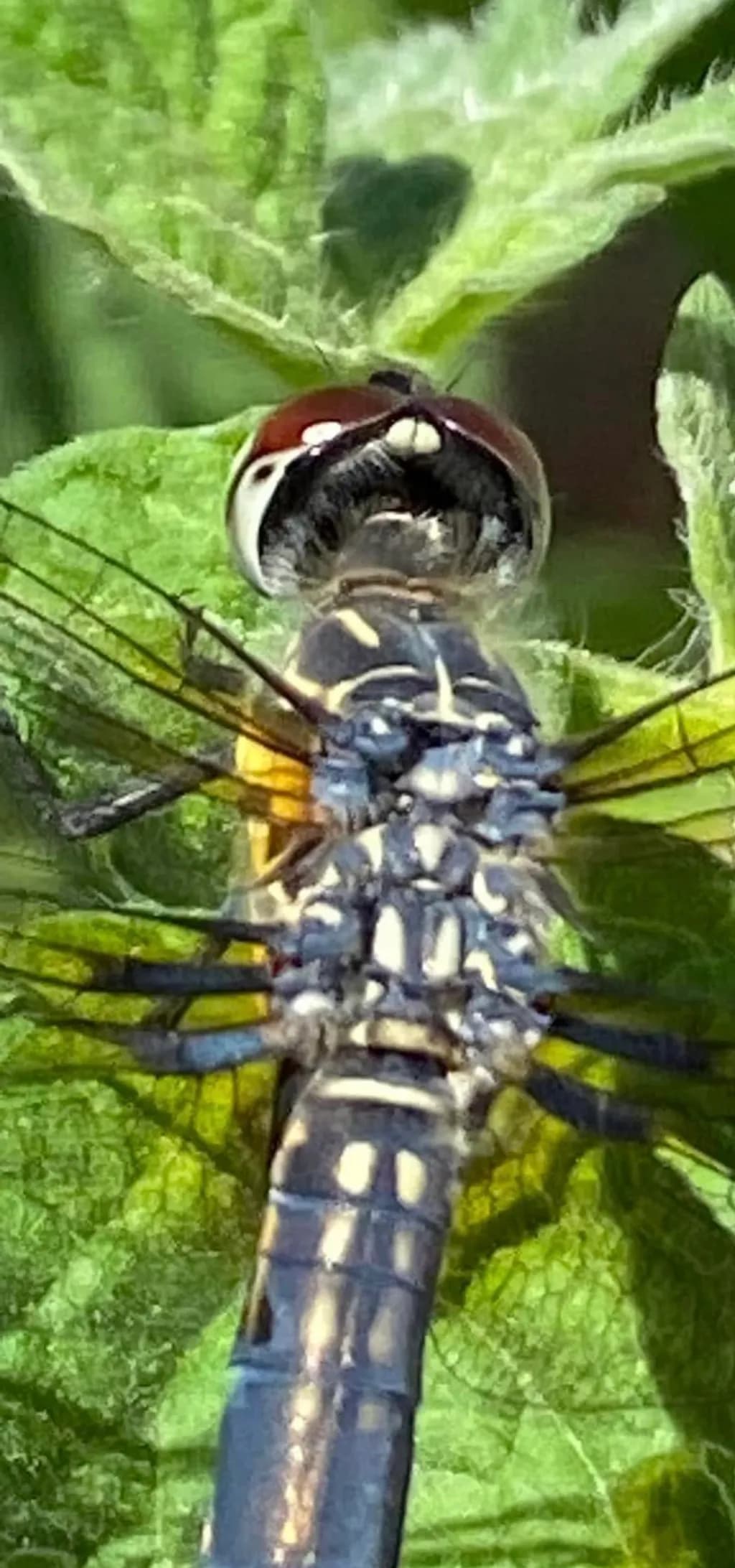 Dragonfly on Leaf