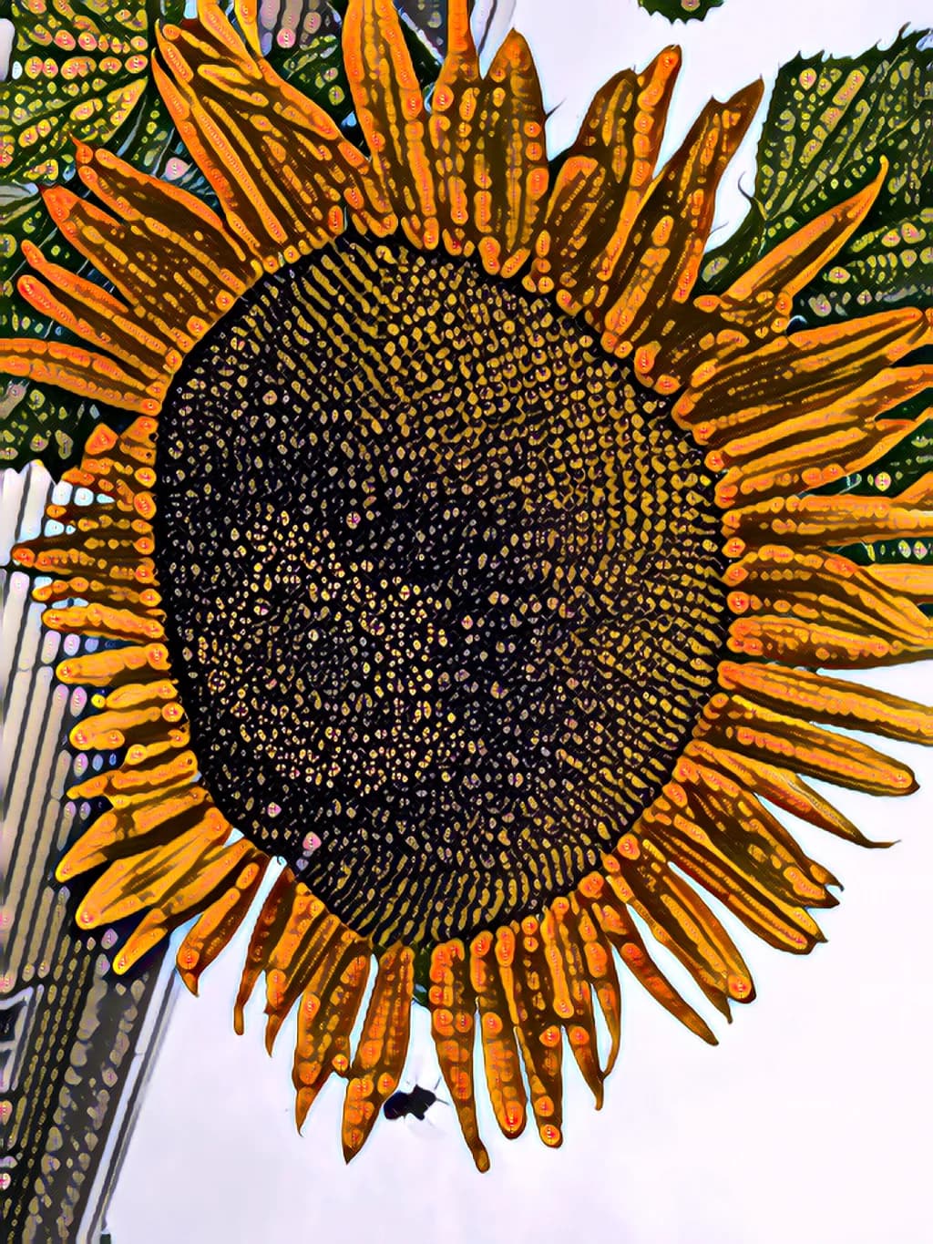 Radiant Sunflower Bloom