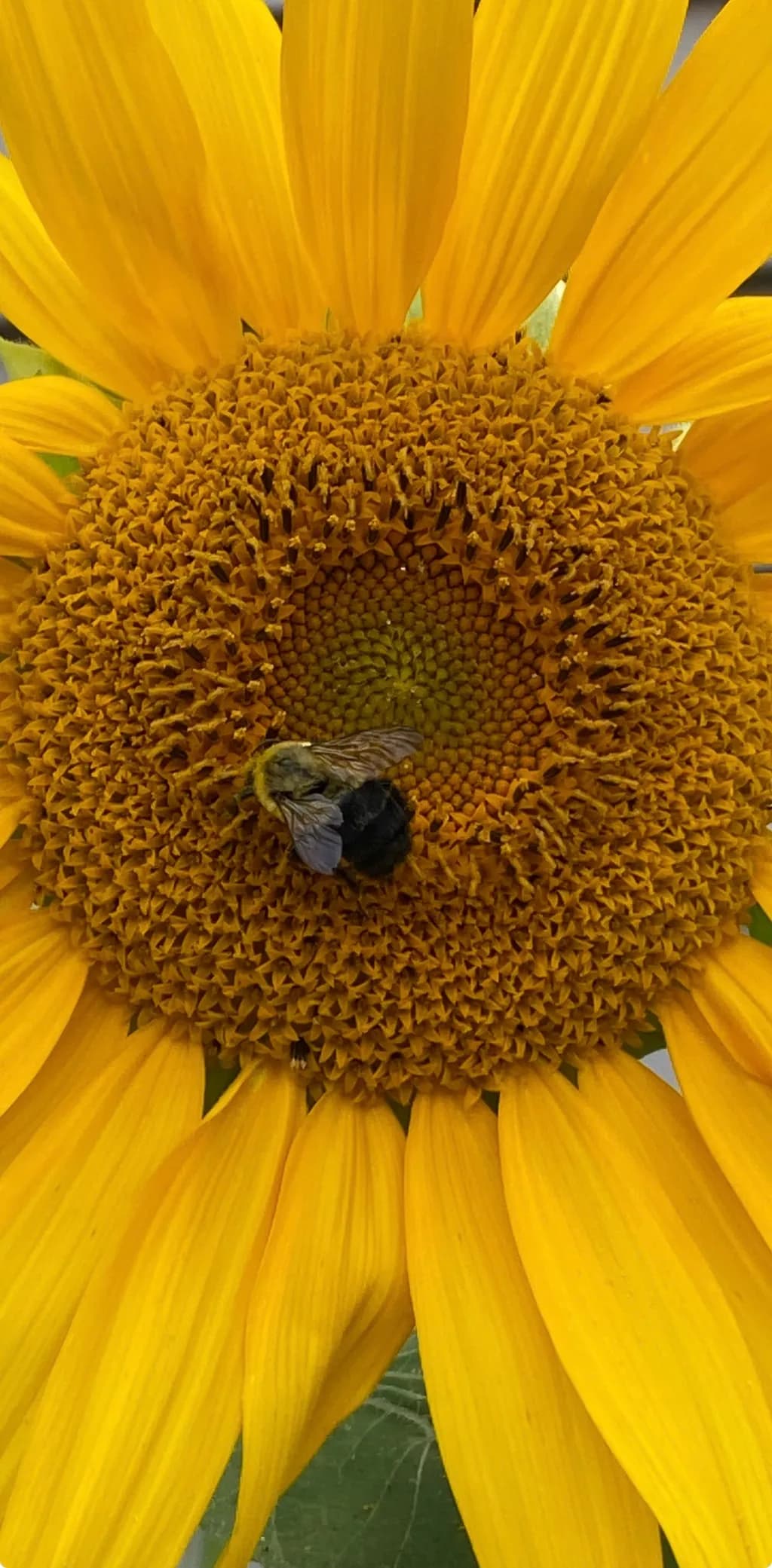 Sunflower Bee Gathering