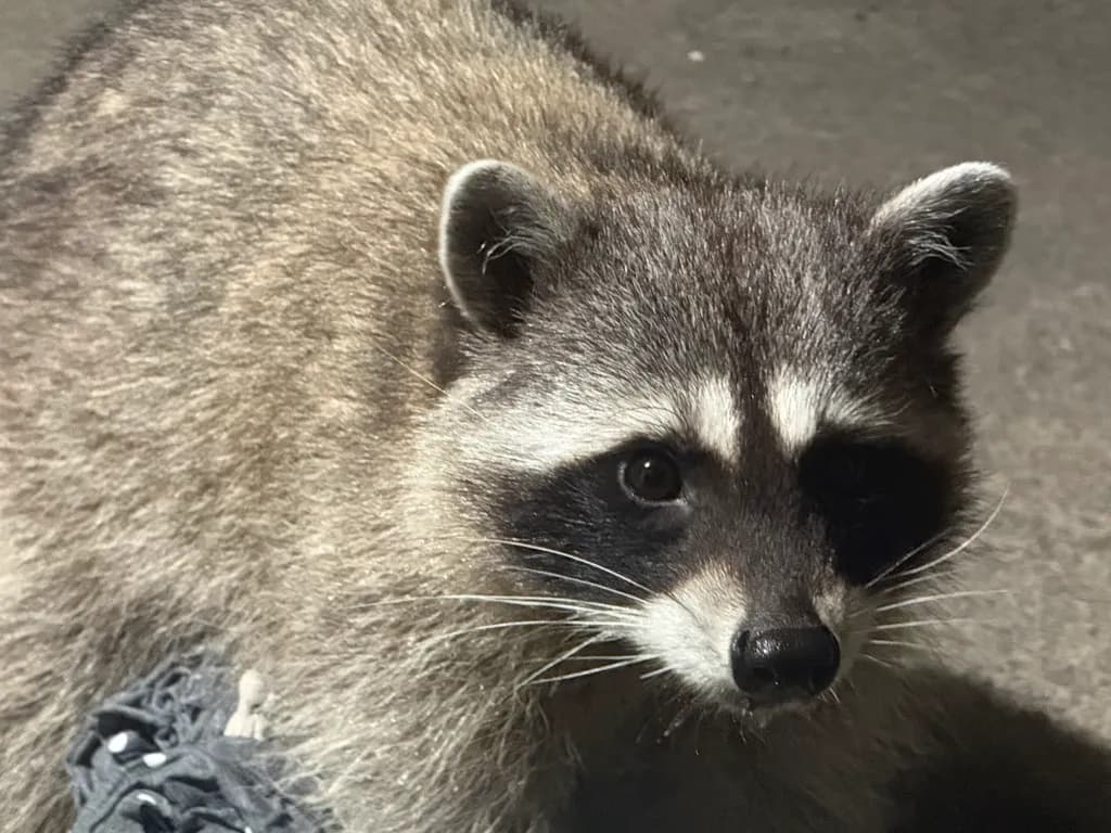 Curious Raccoon Close-up