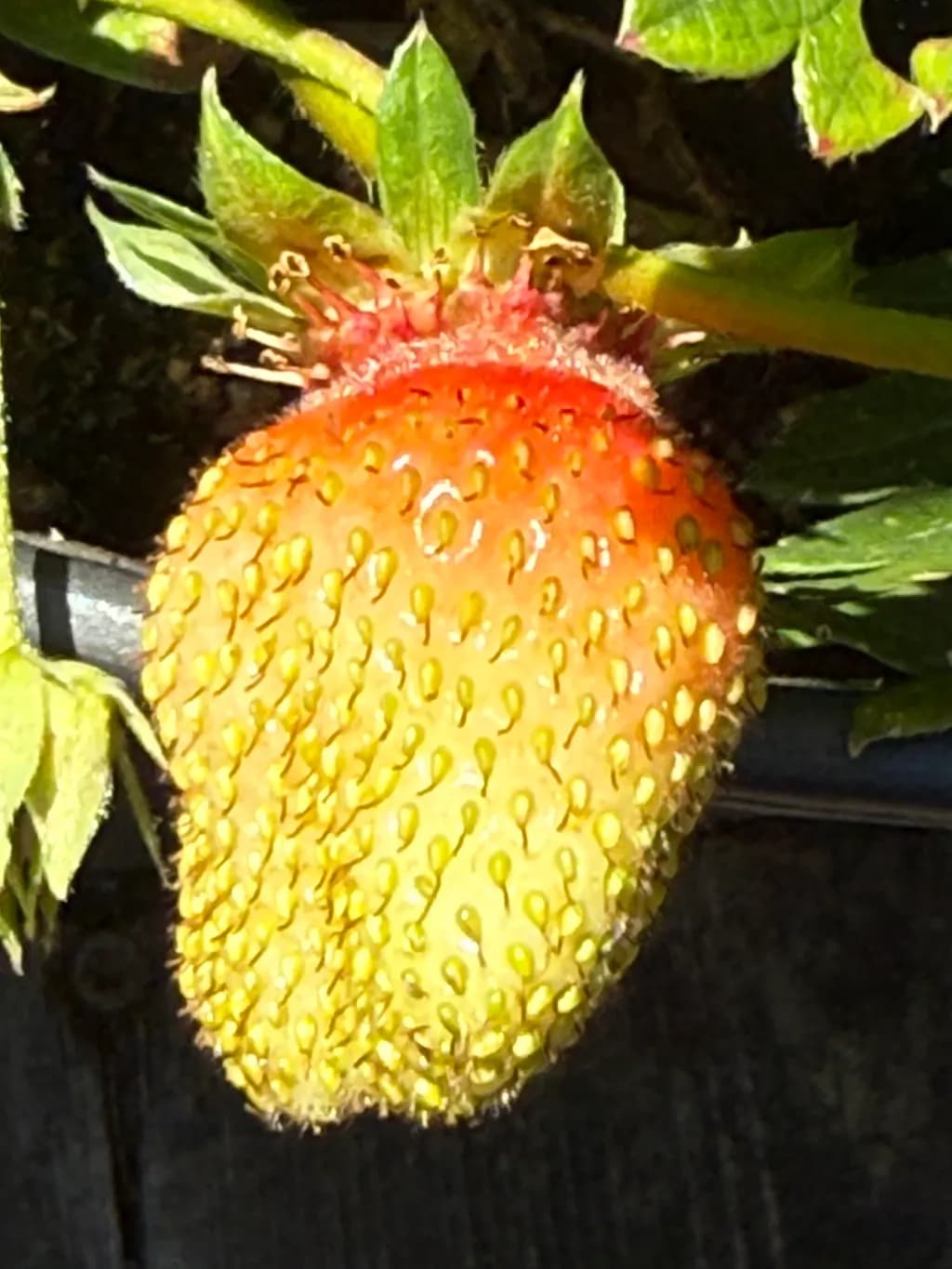 Ripening Strawberry