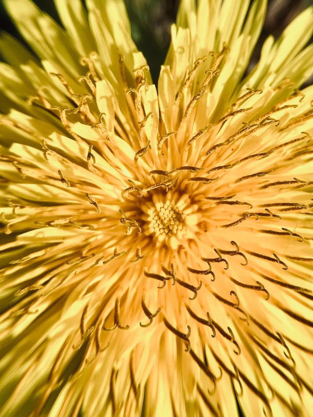 Dandelion Close-Up
