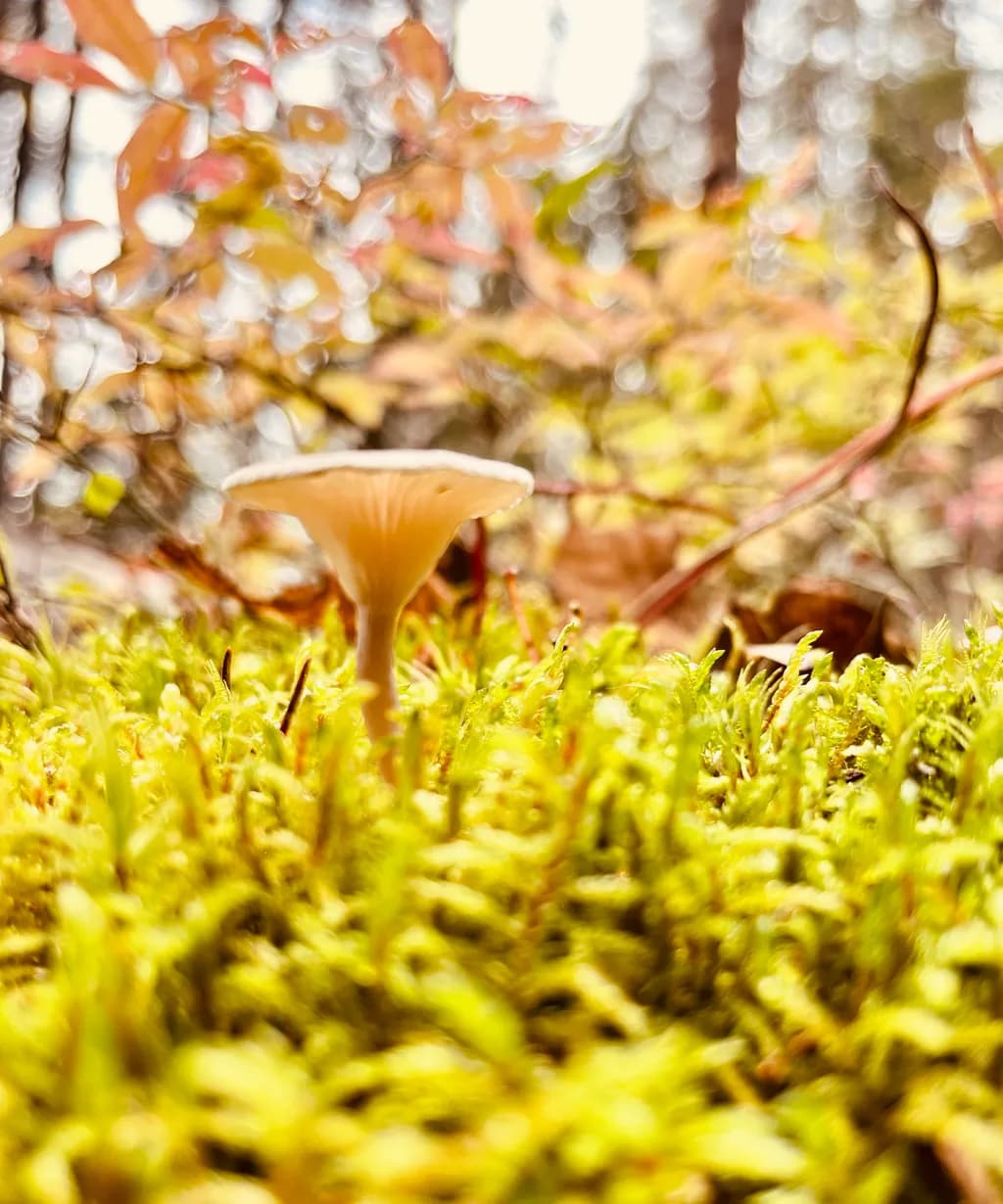 Mushroom Among Moss